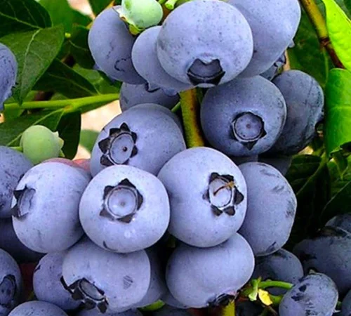 Саджанці лохини Бонус - 4-річний - фото № 1