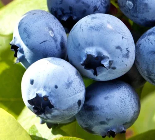 Саженцы голубики сорта Елизабета - 4 года - фото № 1