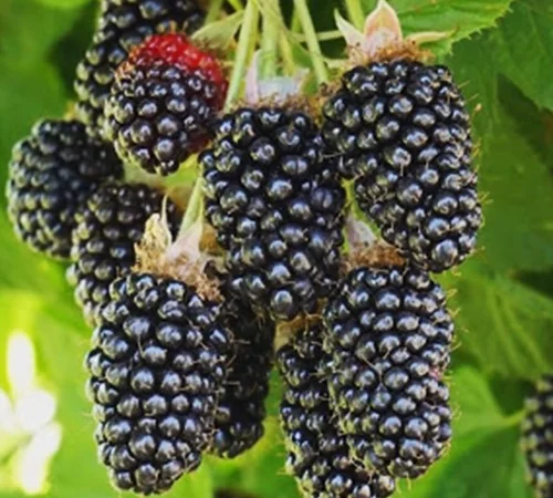 Саженцы ежевики Адриана - 2 года - фото № 1