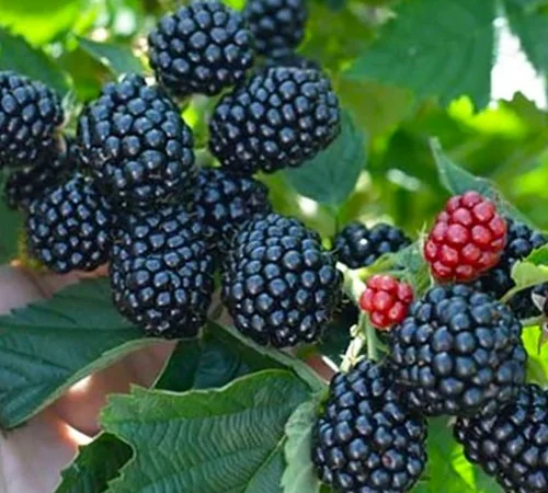 Саджанці ожини Кіова - 2-річний - фото № 1