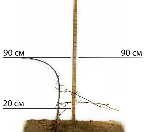 Саджанці ожини Кіова - 2-річний - фото № 2