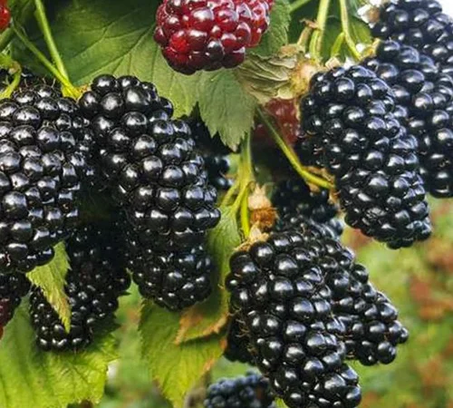 Саджанці ожини Натчез - 2-річний - фото № 1