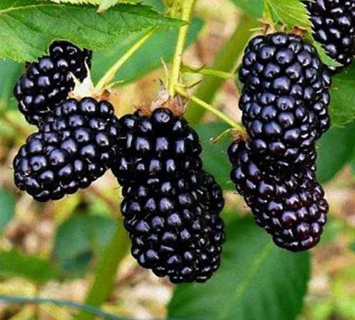 Саджанці ожини Небо може зачекати - 2-річний - фото № 1