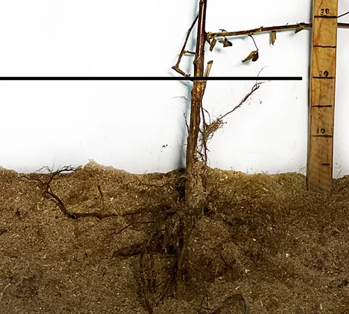 Саджанці ожини Небо може зачекати - 2-річний - фото № 3