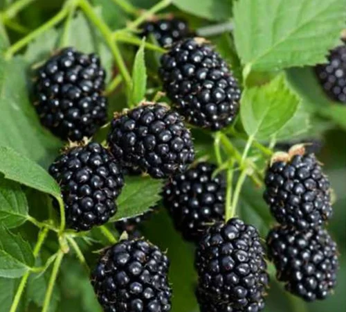 Саджанці ожини Рубен - 2-річний - фото № 1