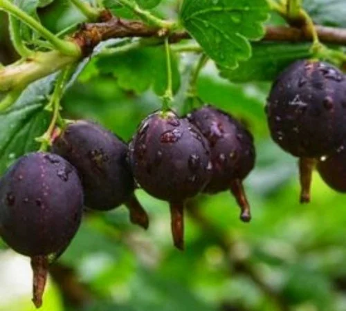 Саджанці йошти - фото № 1