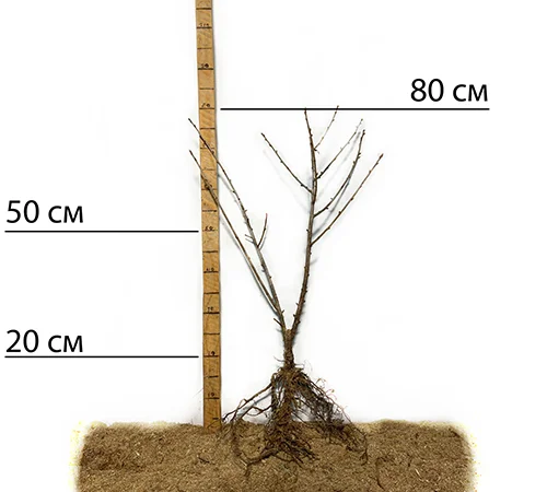 Саджанці йошти - фото № 2