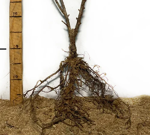 Саджанці йошти - фото № 3