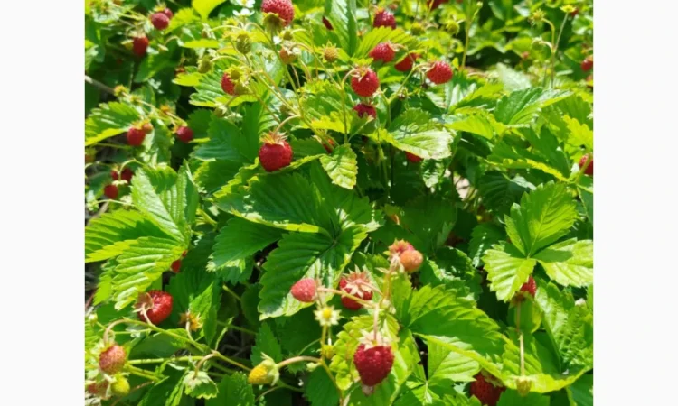 Саженцы альпийской клубники на продажу - фото № 1