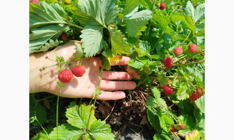 Саженцы альпийской клубники на продажу - фото № 2