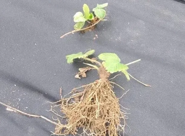 Саженцы альпийской клубники на продажу - фото № 3