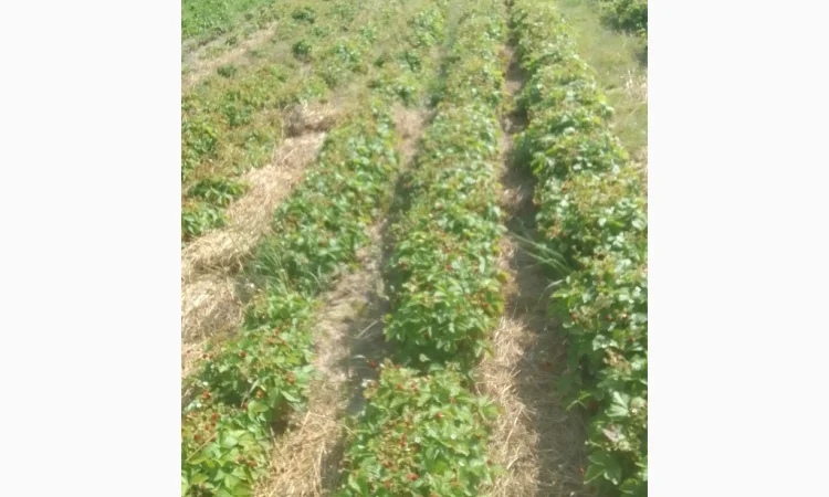 Саженцы альпийской клубники на продажу - фото № 4