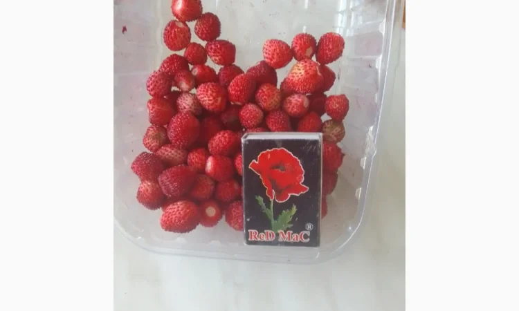 Саженцы альпийской клубники на продажу - фото № 5