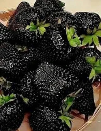 Полуница ампельная черноплодная сорта Мавр - фото № 1