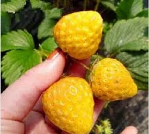 Полуница ампельная жёлтоплодная сорта Ананасовая - фото № 1