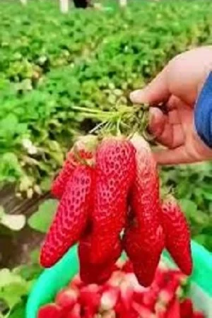 Полуниця ремонтантна гронового плодоношення Виноградне диво(розсада) - фото № 1