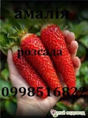 Полуниця сорту Амалія ремонтантна(розсада копанка) - vdala.pro - фото № 1