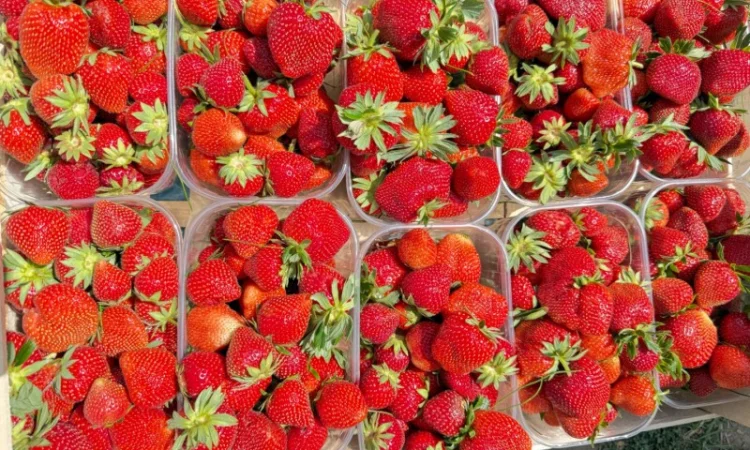 Саджанці суниці садової КСД різних термінів дозрівання - фото № 1