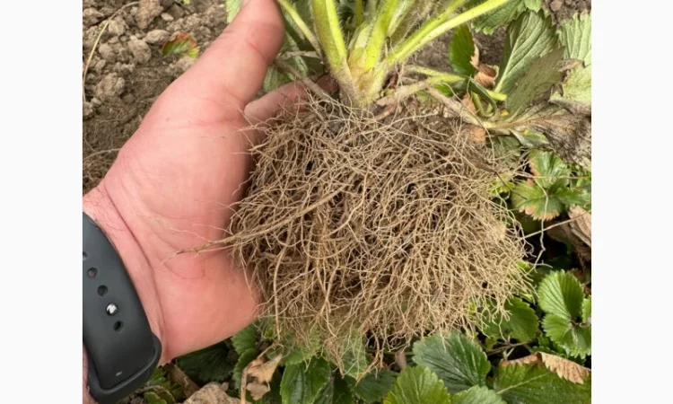 Саджанці суниці садової КСД різних термінів дозрівання - фото № 3