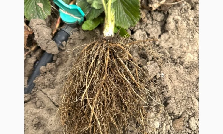 Саджанці суниці садової КСД різних термінів дозрівання - фото № 4