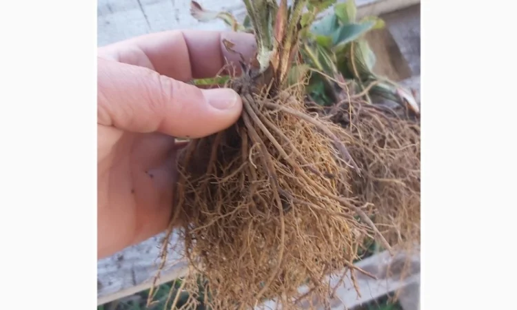 Саджанці суниці садової КСД різних термінів дозрівання - фото № 5