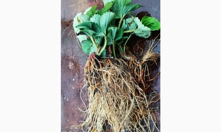 Саджанці полуниці Азія - фото № 1