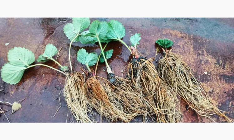 Саджанці полуниці Азія - фото № 2