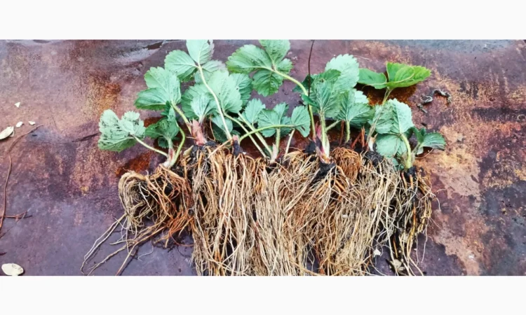 Саджанці полуниці Азія - фото № 3