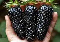 Полуниця чорноплодна сорту Мавр(розсада) - фото № 1