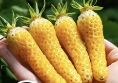 Полуниця жовтоплодна сорту Голд фінгер(розсада) - фото № 1