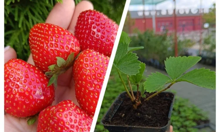 Продаються саджанці полуниці різних сортів - фото № 1