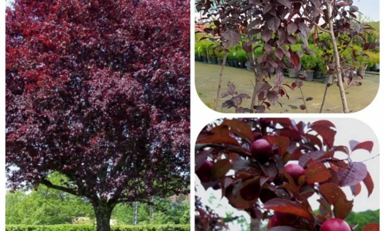 Продаються саджанці полуниці різних сортів - фото № 10