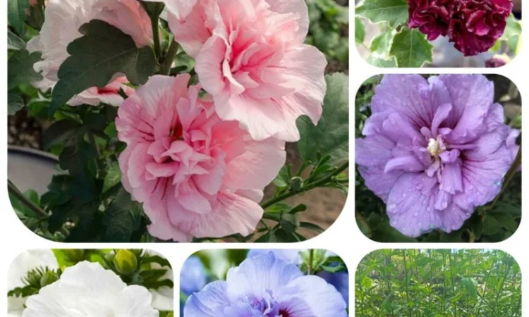 Продаються саджанці полуниці різних сортів - фото № 11