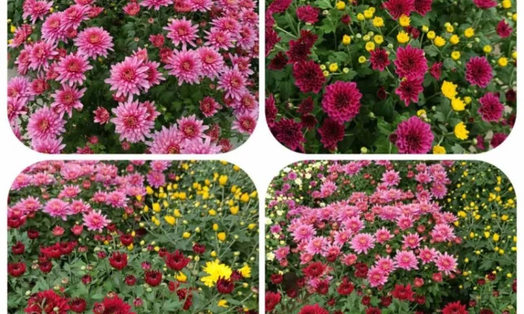 Продаються саджанці полуниці різних сортів - фото № 13