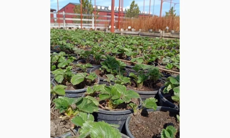 Продаються саджанці полуниці різних сортів - фото № 2