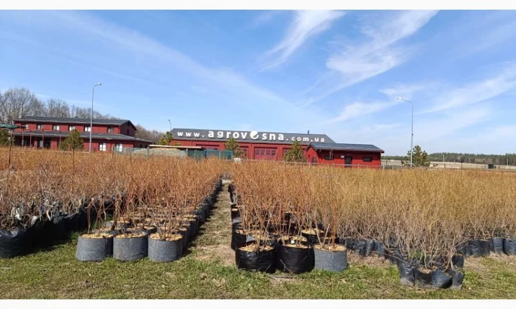 Продаються саджанці полуниці різних сортів - фото № 5