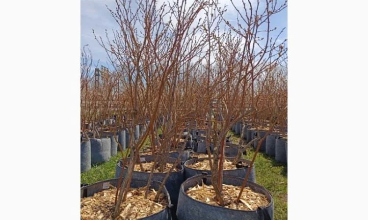 Продаються саджанці полуниці різних сортів - фото № 6