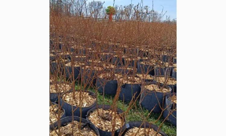 Продаються саджанці полуниці різних сортів - фото № 7