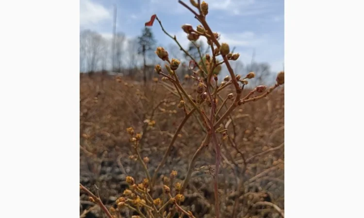 Продаються саджанці полуниці різних сортів - фото № 8