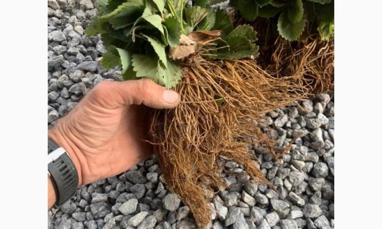 Саджанці полуниці - фото № 1