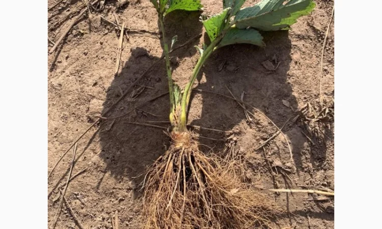 Саджанці полуниці - фото № 2