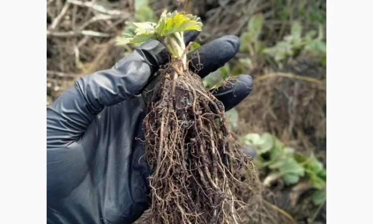 Саджанці полуниці - фото № 3