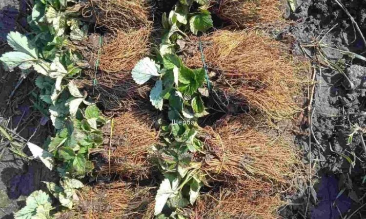 Саджанці полуниці - фото № 4