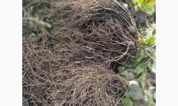 Саджанці полуниці - фото № 5