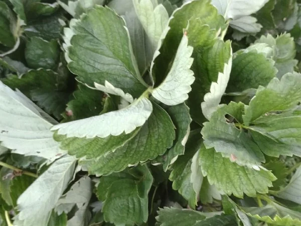 Продам саджанці ранньої полуниці - фото № 1