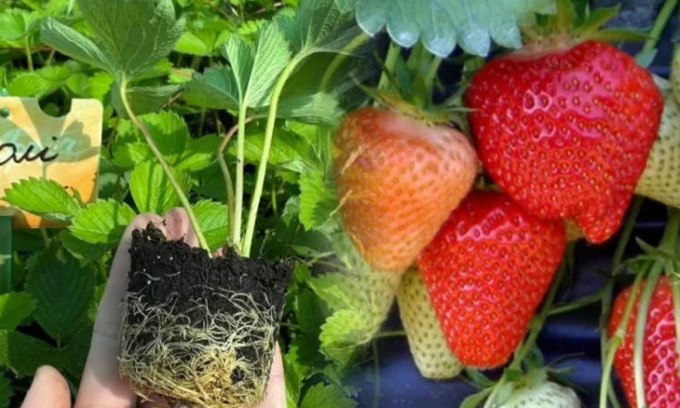 Саджанці Полуниці у касетах. Роздріб та Гурт - фото № 1