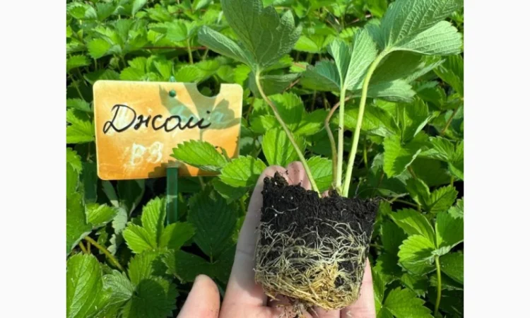 Саджанці Полуниці у касетах. Роздріб та Гурт - фото № 8