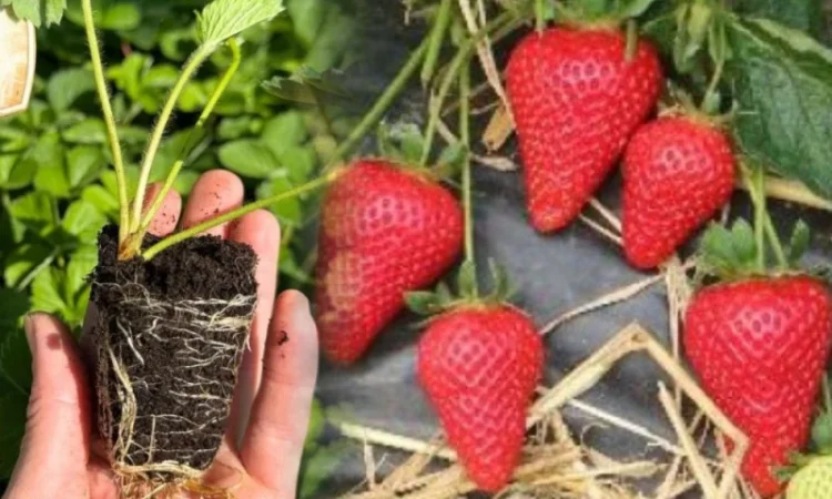 Саджанці Полуниці у касетах. Роздріб та Гурт - фото № 2