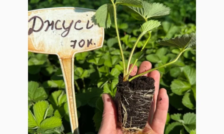 Саджанці Полуниці у касетах. Роздріб та Гурт - фото № 3