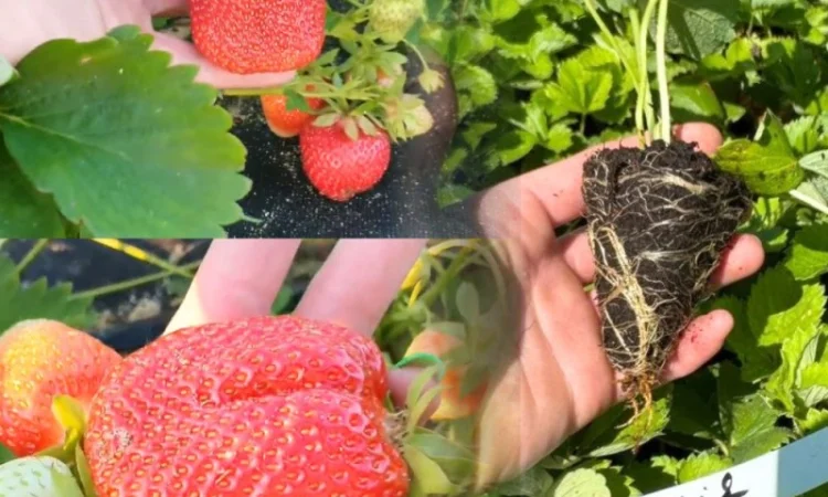 Саджанці Полуниці у касетах. Роздріб та Гурт - фото № 4